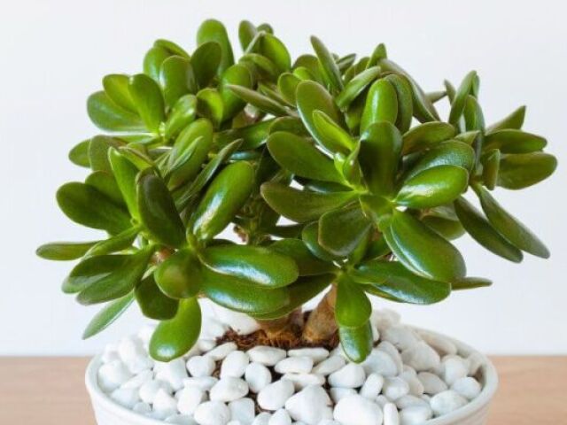 Planta Jade