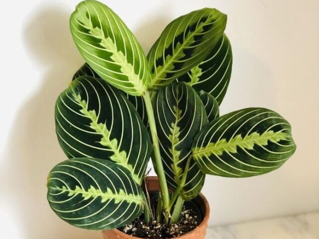 Maranta