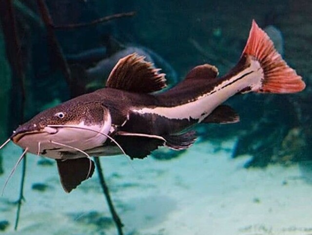 Algum peixe de água doce