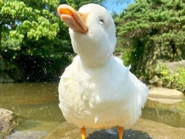 🐥