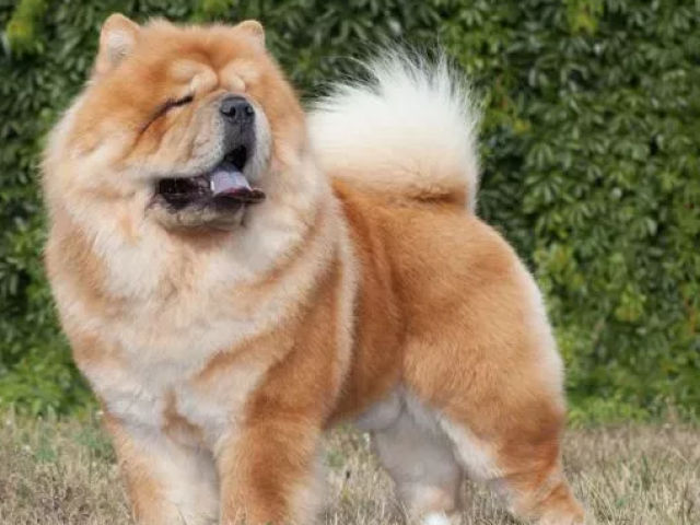 chow chow