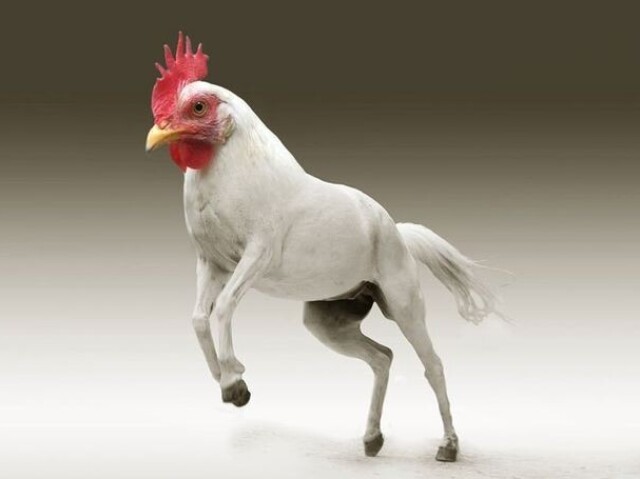 cavalinha (malvada)