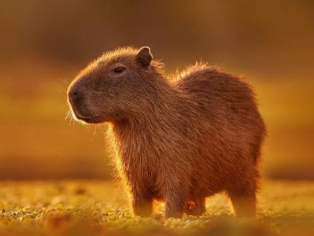 Capivara