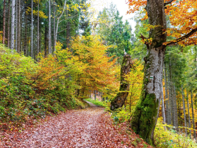 o caminho sinuoso e coberto de folhas pela floresta