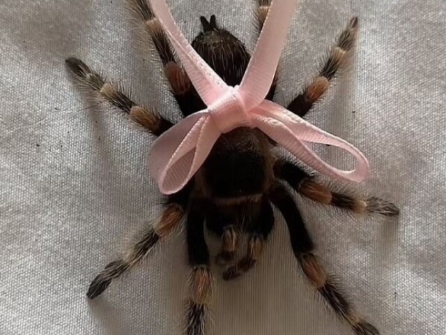 Aranha fofa