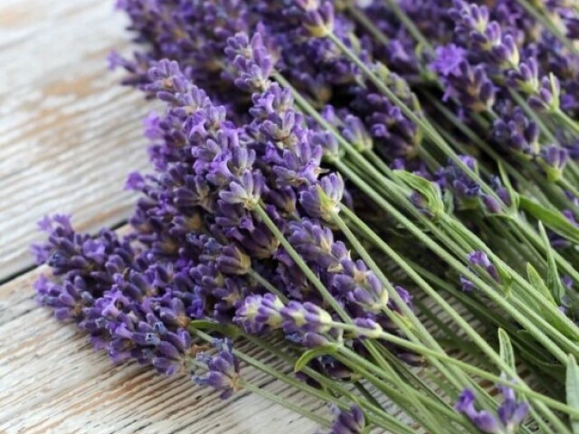 Lavanda