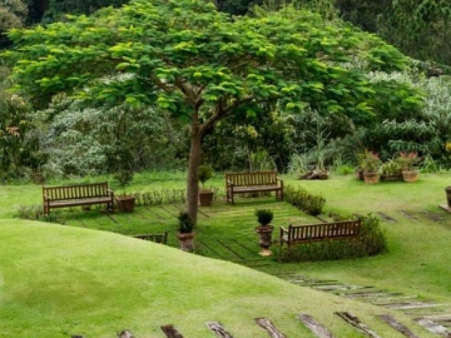 Campo