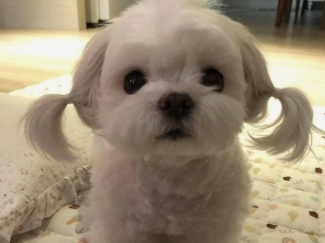 Cachorro