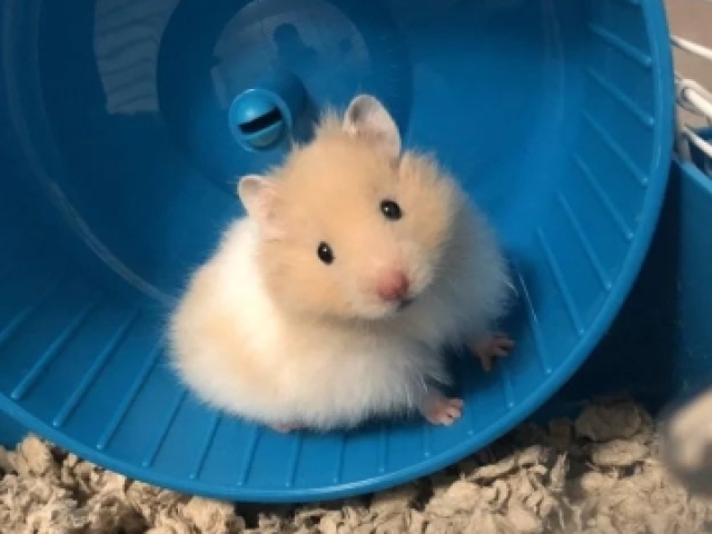 Hamster