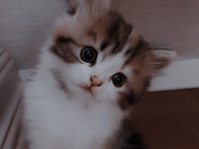 ๐บ