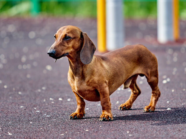 Dachshund