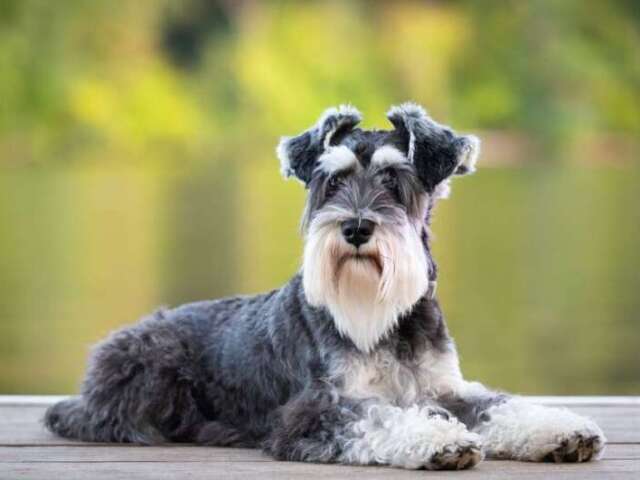 Schnauzer