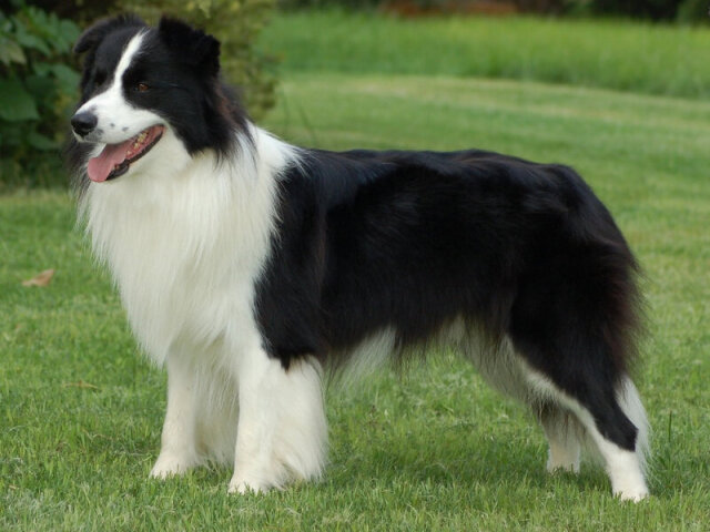 Border Collie