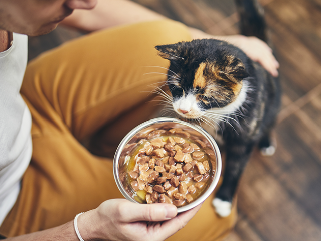 Dar comida pra ele