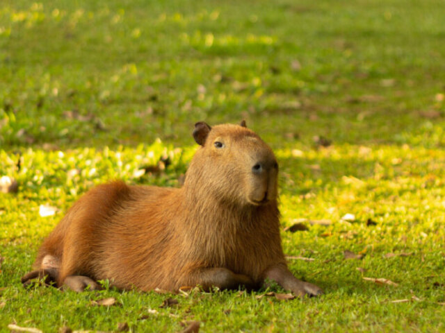 Capivara