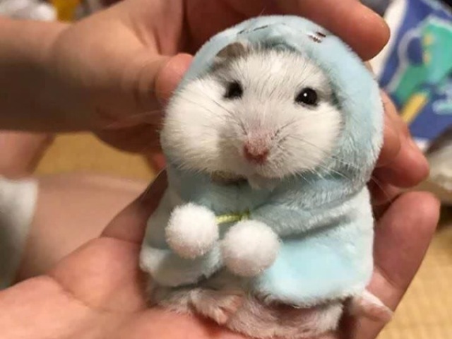 Hamster fofo