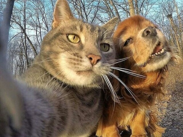 Cachorro e gato