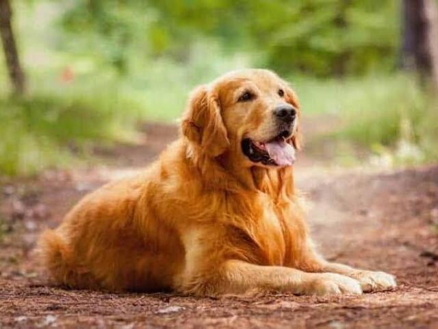 Um golden bem chique e peludo