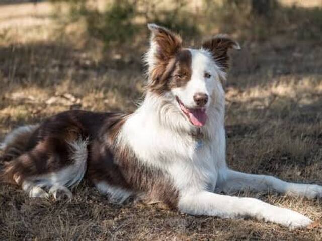 Esse Border Collie pra pastorear ovelhas e bois