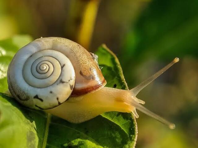 caracol