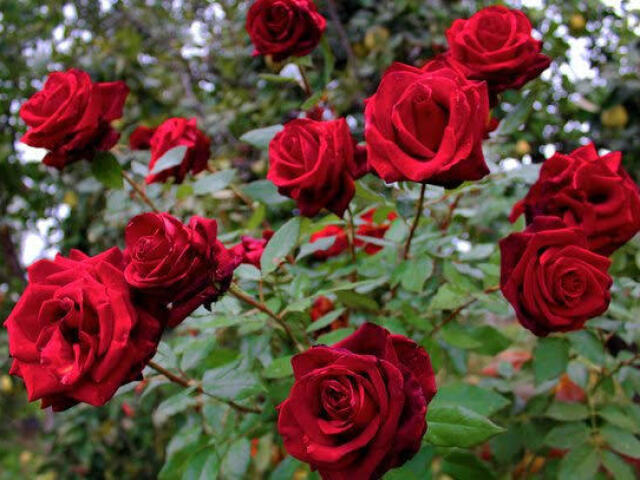 rosa