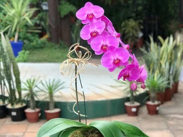 orquídea