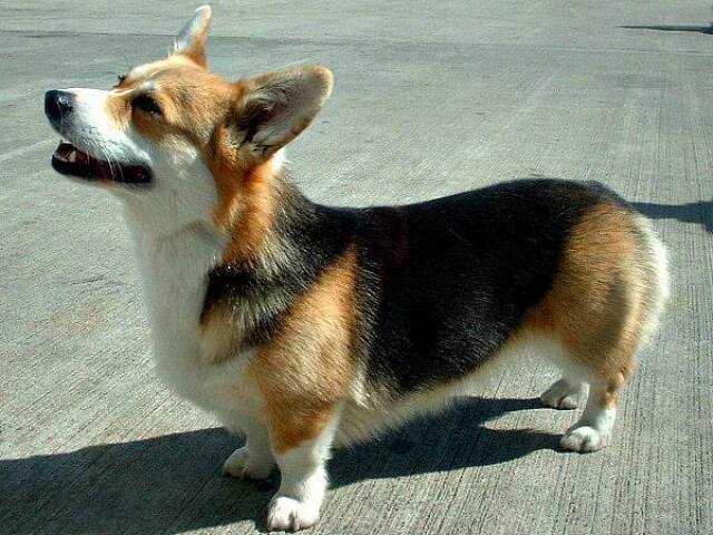 Corgi sapeca