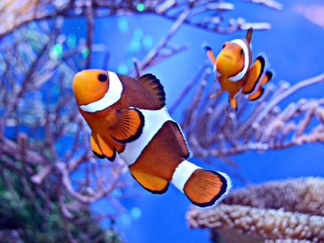 peixe (nemo