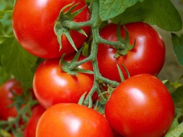 tomate