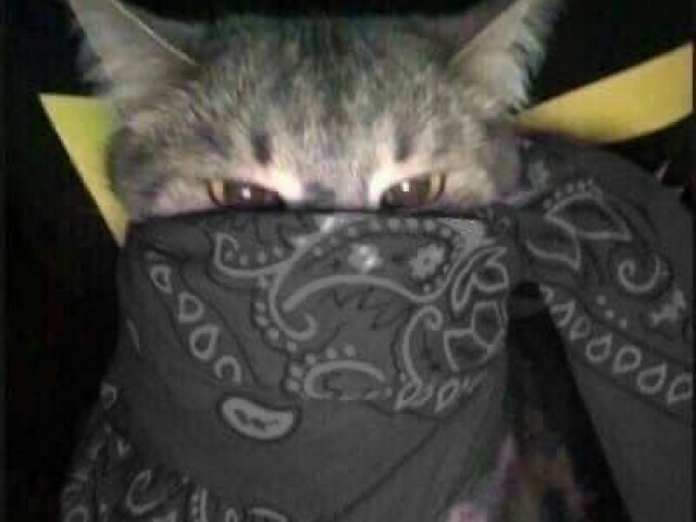 Gato bandido