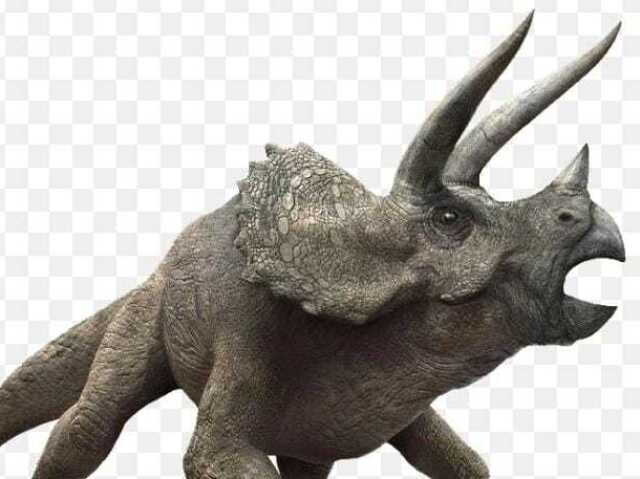 Triceratops