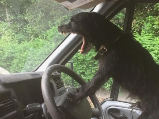 Puta que pariu alguém me tira daqui, leva esse animal de volta