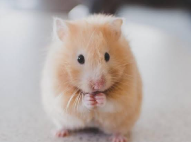 Hamster