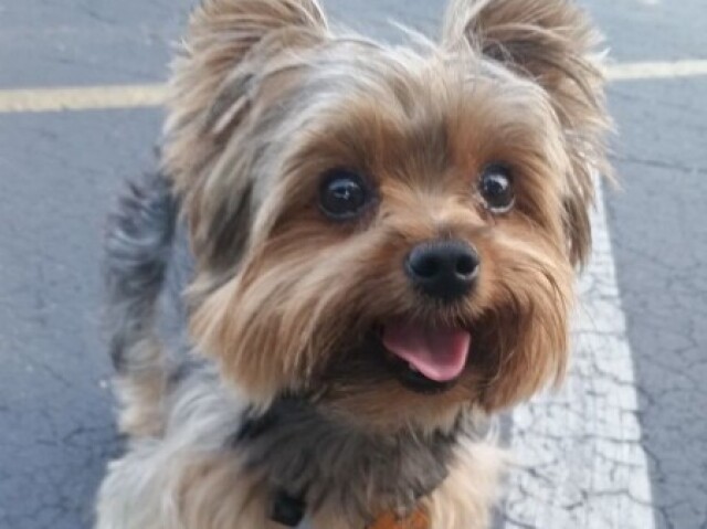 Yorkshire terrier