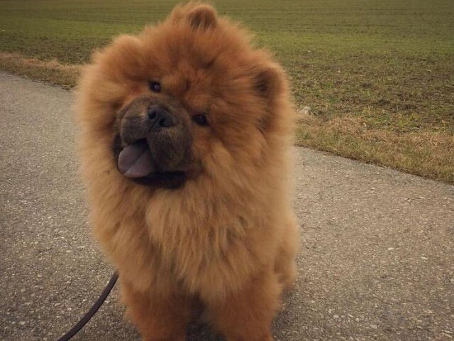 Chow-chow