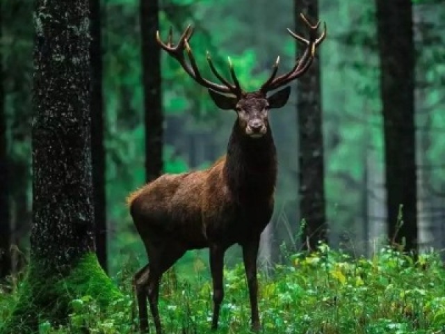 Animal.