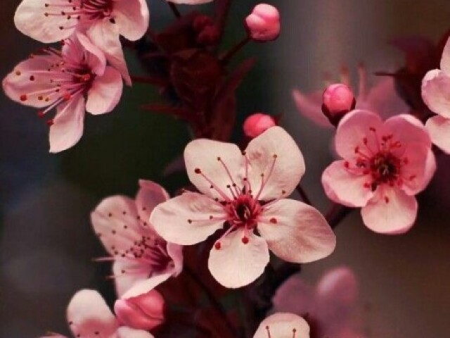 Flor de Sakura ou flor de cerejeira