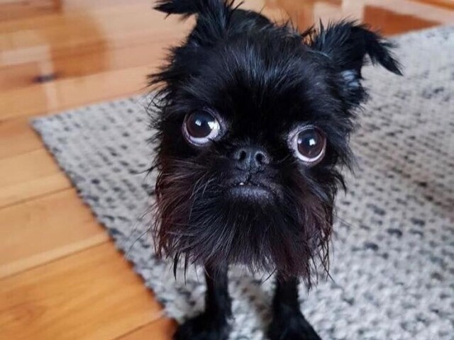 esse cachorro horrível, arrombado, feio, horrendo, escroto, pau mo cu, ridículo, quebrado, arregaçado