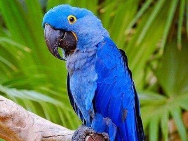 Arara(blue)