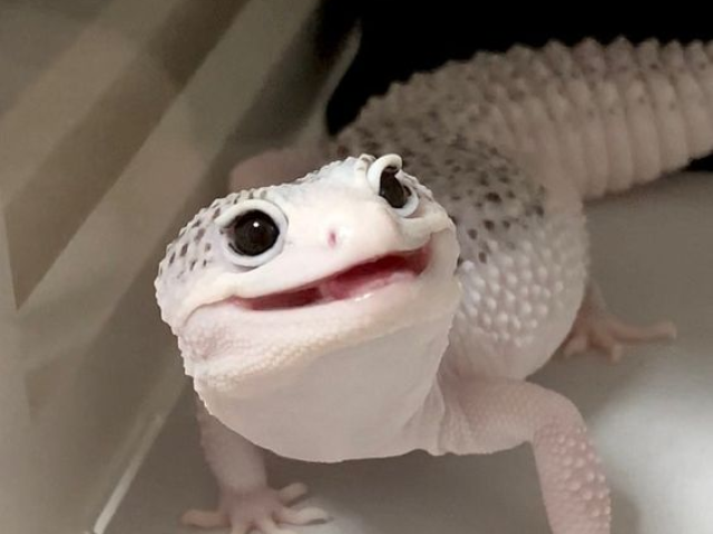 Gecko