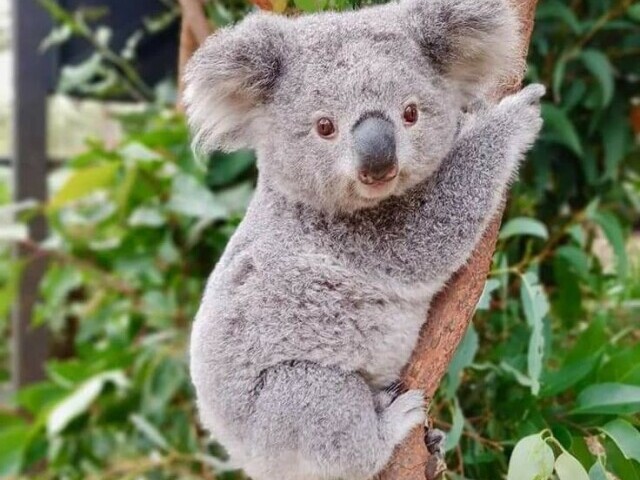 Coala 🐨