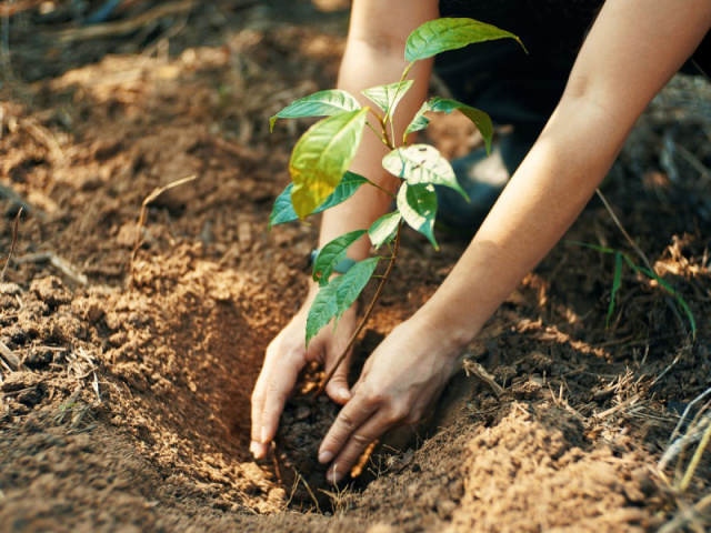 A. Organize a community clean-up or tree planting