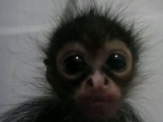 macaco descabelado