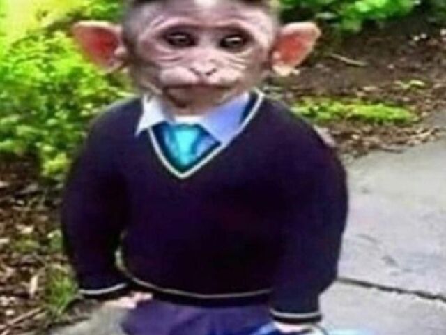 macaco mauricinho
