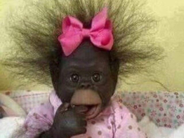 macaco fofo