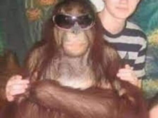 macaco descolado