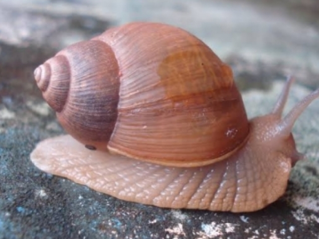 Caracol