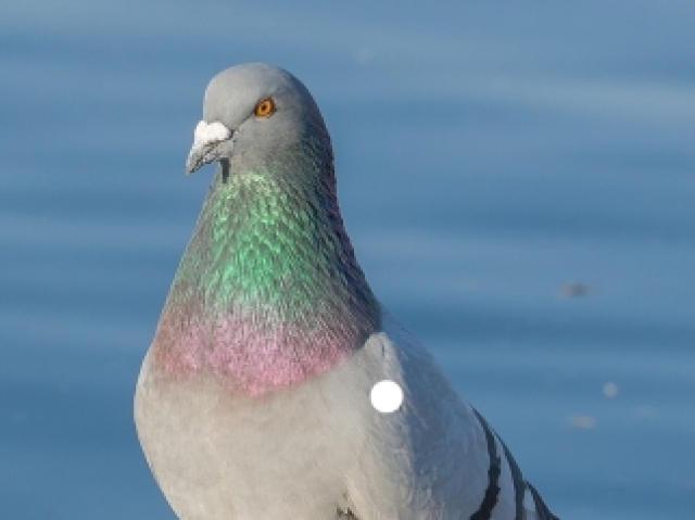 Pombo da ABH