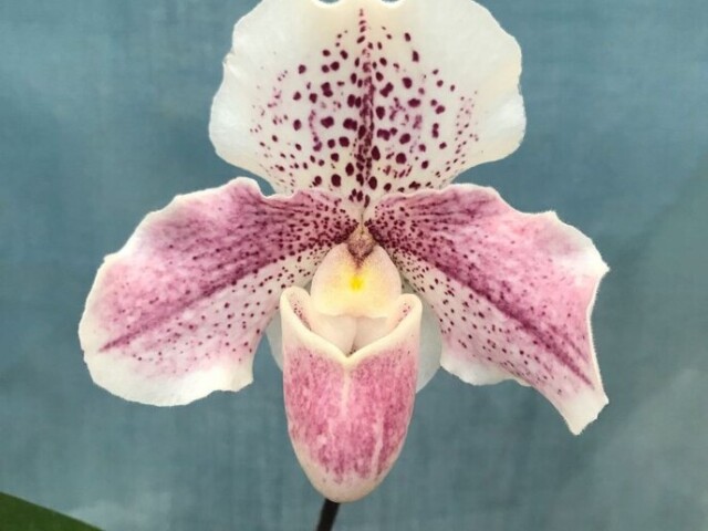 orquídea