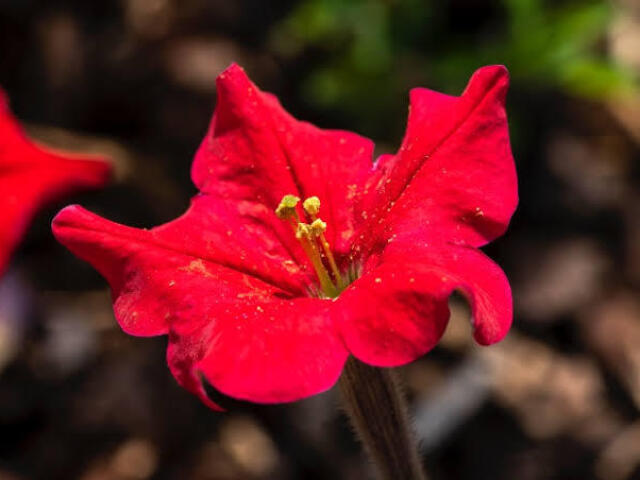 Uma flor rara em algum jardim botânico